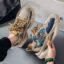 CF008 Beige